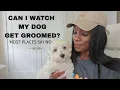 Petsmart vs Petco Dog Grooming Which One Should I Try