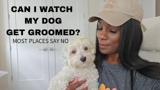 Petsmart vs Petco Dog Grooming Which One Should I Try