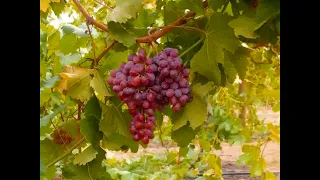 فيروز    تحت العريشة دندنها