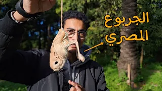 أغرب حيوان في الصحراء   الجربوع دندنها