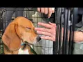 Beagles saved from kennel See grass for first time