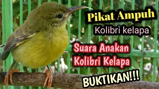 suara pikat anakan kolibri kelapa