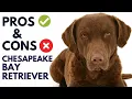 Chesapeake Bay Retriever Dog Breed Pros and Cons Chesapeake Bay Advantages and Disadvantages