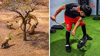 6 Animales Malvados con HombrePerroIdes Entrenados Espartanamente