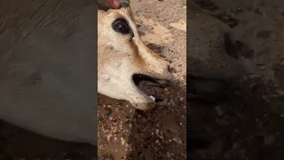 إنقاذ غزال ريم من العطش عبدالله الطيب مواشي حيوانات غزال ريم  إنقاذ غزال ريم من العطش عبدالله الطيب مواشي حيوانات غزال ريم