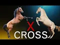 15 Most Popular Crossbreed horses in the World