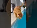 Lagu He Didn’t Slip… He Was Pushed😂😂😂 #catsoftiktok  #cute  #viral  #fyp  #cat