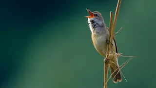                                                              دندنها