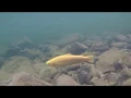 Chasing WV Gold Trout during the state s Gold Rush Stocking
