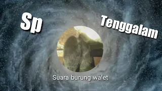 Download Sp. Tenggelam burung walet MP3