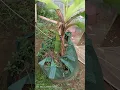 Download Lagu Tambulampot pisang candevis yang pertama