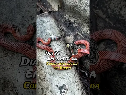 Dia 28 em busca da cobra mais rápida do Brasil ￼