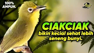 ciak ciak kecial kuning super ampuh bikin kecial sehat dan lebih seneng bunyi pepadu kecial