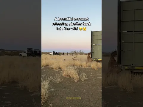 Rescued Wild Animals Having Funny Moments