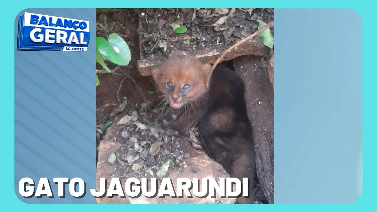 3 filhotes de gato Jaguarundi ameaçados de extinção são encontrados no interior de Planalto Alegre