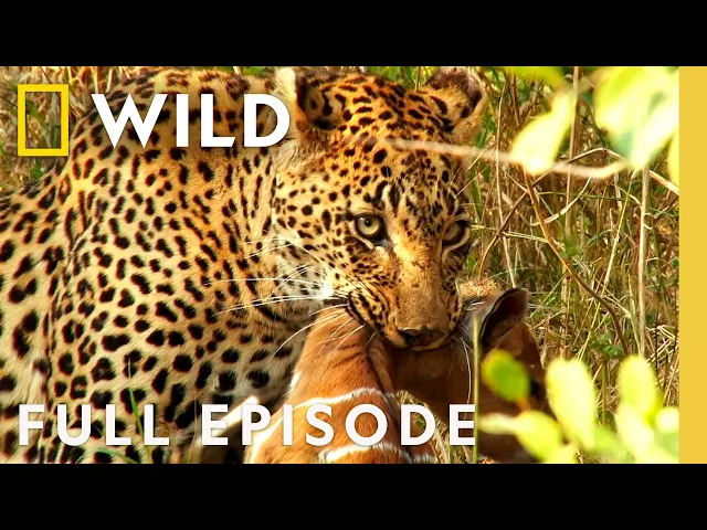 Video: Lone Survivor (Full Episode) | Animal Fight Night Compilation | Nat Geo Animals