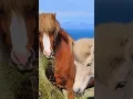 Download Lagu #short suara kuda | horse sound