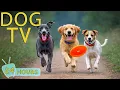 Lagu DOG TV: Best Entertain Videos \u0026 Relax Music for Dogs Left Home Alone - Calm Music for Dogs