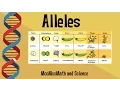 Alleles vs Gene