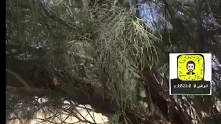 طريقة زراعة الأثل جلسات ابو حميد دندنها