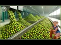 Download Lagu How Olive Oil Is Made – Incredible Olive Processing To Produce Olive Salted, Soap \u0026 Oil In Factory