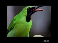Download Lagu suara pikat/masteran cucak ijo mini sangat ampuh buat mikat dan isian burung MP3