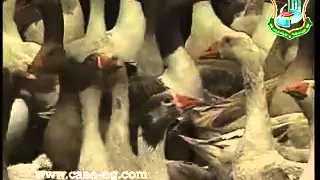 سر الارض حلقة تربية الاوز 