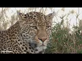 An afternoon with a leopard family - SafariLIVE Sunset
