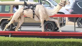 تكريم العاصفه اداء الجفراني دندنها