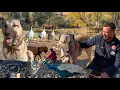 Download Lagu 120 TANE KAZ KAR YAĞMASINI BEKLİYOR / 3 AYAKLI KÖPEK CESUR KEÇİLERİ OTLATIYOR / KAZLARA ÖZEL BAKIM