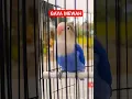 Download Lagu LOVEBIRD NGEKEK PANJANG ISIAN TENGKEK UDANG
