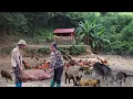 Download Lagu Vendo cerdo de 100 kg a comerciante. Cosecha de ciruelas para vender en el mercado- granja de montañ
