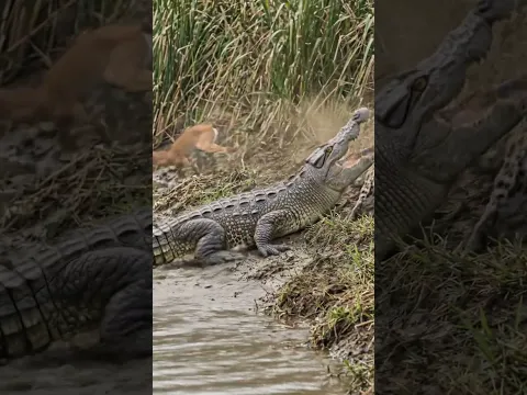 catching tiger #viral #wildlife