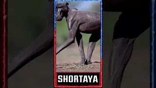 قرد بابون أملس 