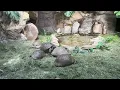 You Won t Believe What Happens When Two Turtles Mate