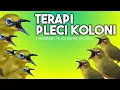 Lagu 🔴 LIVE Terapi Pleci Ombyokan Menaikan Emosi Pleci