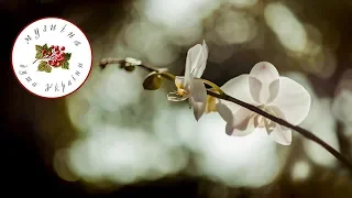 Ой ти Галю Українська музика Українські пісні 