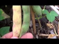 Growing and harvesting pinto beans growing pinto beans