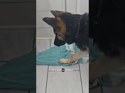 Ferret vs Dog - Battle of the Towel
