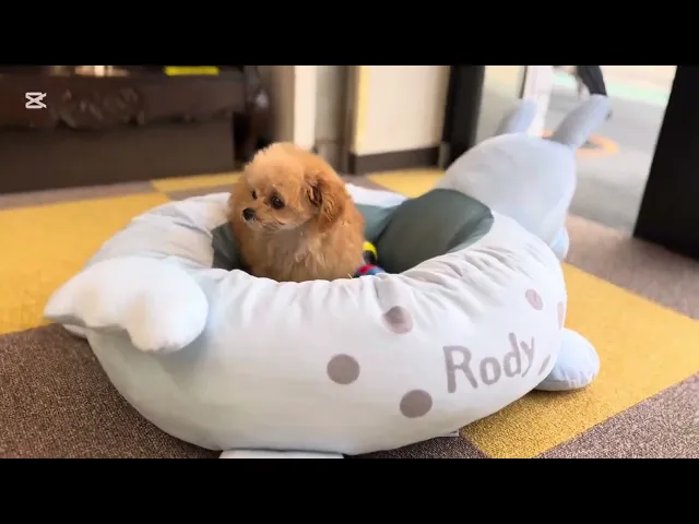 動画