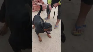 شراسة كلب الروت وايلر أقوى واشرس جرو روت وايلر فى مصر 