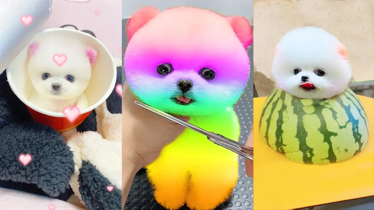 Tik Tok Chó Phốc Sóc Mini 😍 Funny and Cute Pomeranian #277