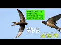 Download Lagu SUARA TARIK WALET PRO ORIGINAL 2019