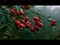 Peaceful Guitar Music - Calming Dawn Acoustic Instrumental For Deep Relaxation