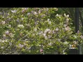 Maryland s warm days and spring weather are contributing to seasonal allergies