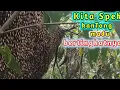 Lagu Kantong Madu bertingkat: siapa saja yang pernah liat❗ #apisdorsata #panen #madu #lebah #liar #riau 