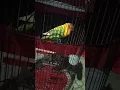 masteran Lovebird betina gacor minor