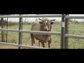Total Feeds - Dale Brisby