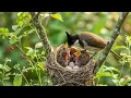 Birdsong & Gentle Piano in Nature 🌿 Calming Sounds for Studying, Reading and Concentration