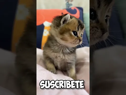 Gatitos llorando #curiosocubo #cat #curiosocubo